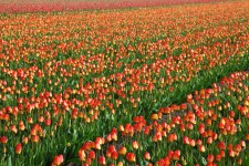 Fondo del campo de tulipanes