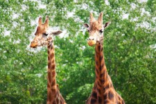 Twee giraffen