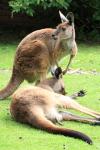 Twee kangoeroes