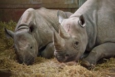Deux rhinocéros
