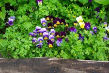 Violas violetas