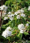 White Bush floraison