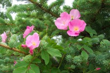 Wild Roses a Pine