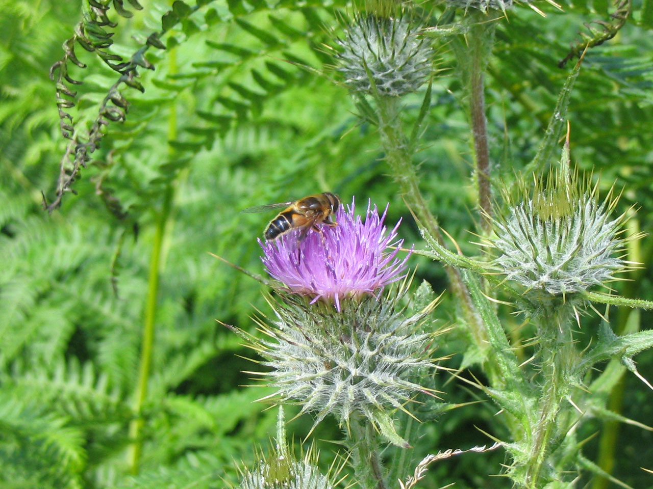Thistle In Blossom