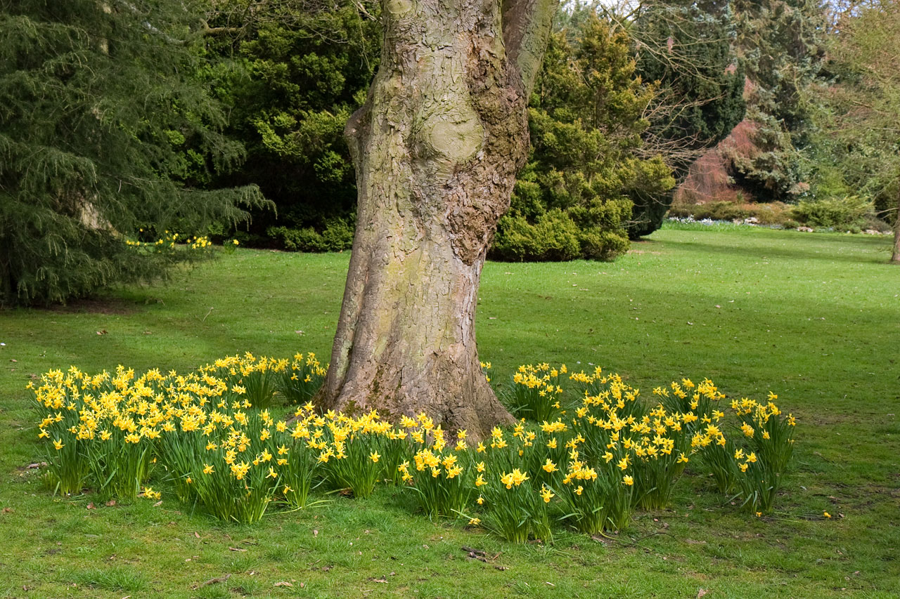 Daffodils no parque