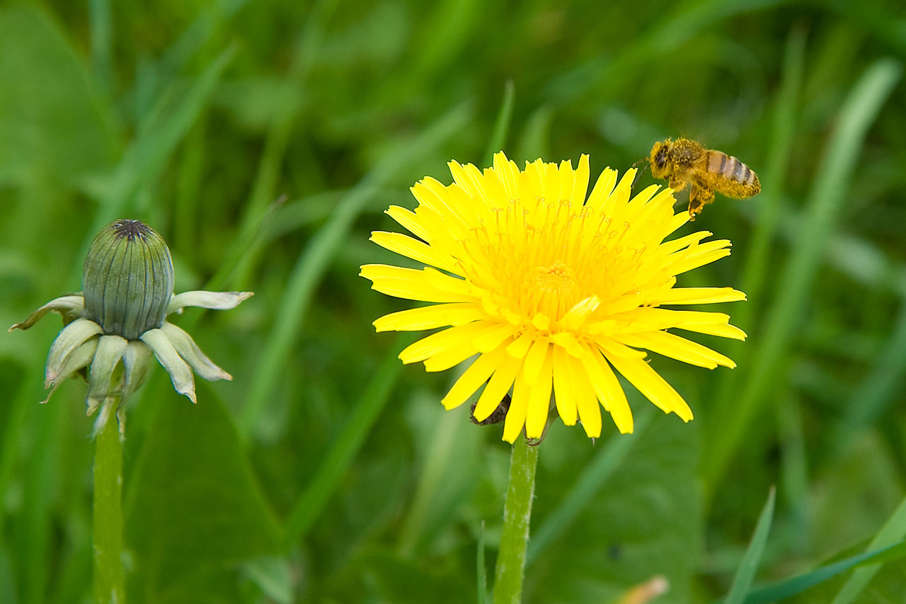 Dandelion And A Bee