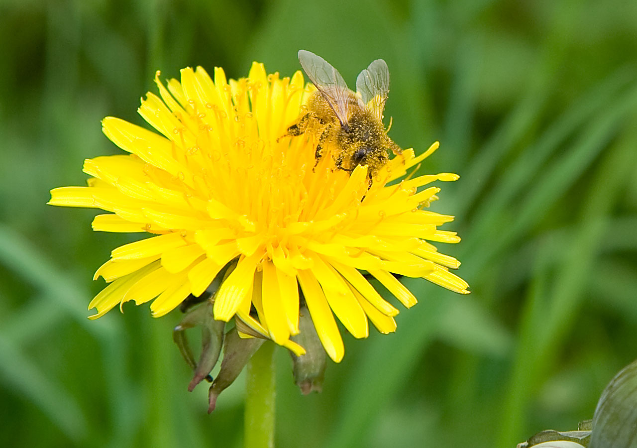 Bee On Flower