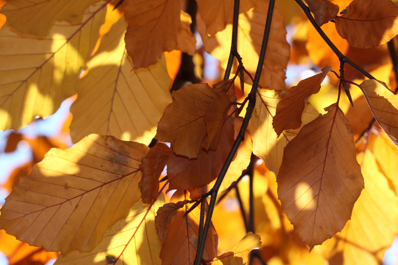 El otoño de hojas amarill