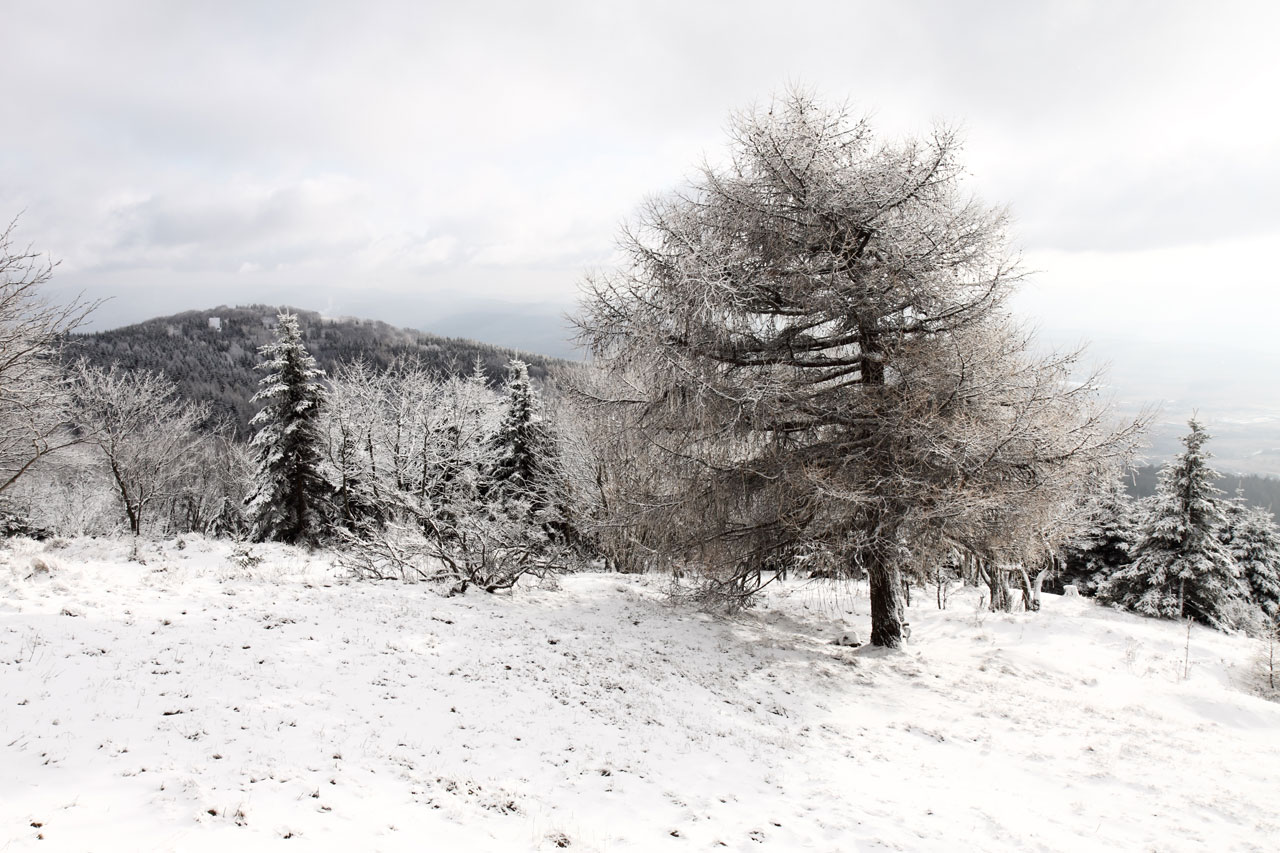 Árvore no Inverno
