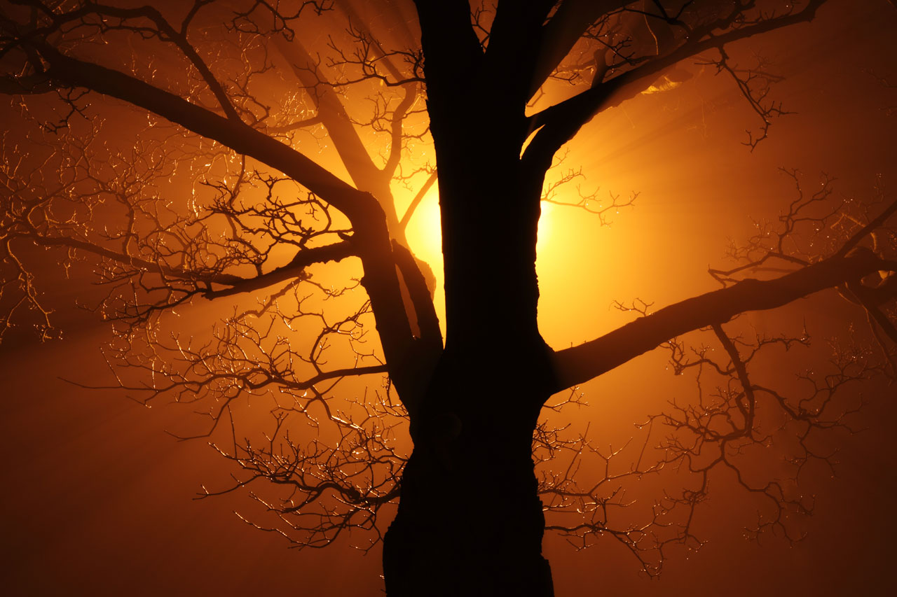 Träd i dimma på night