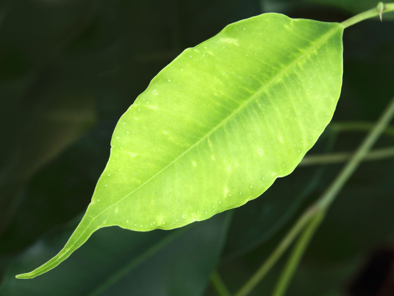 Friss leaf