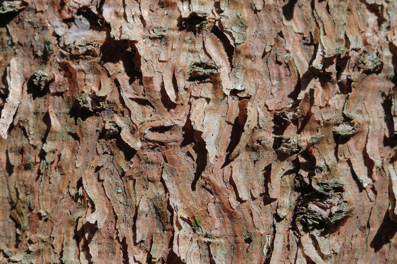 Браун дерево bark