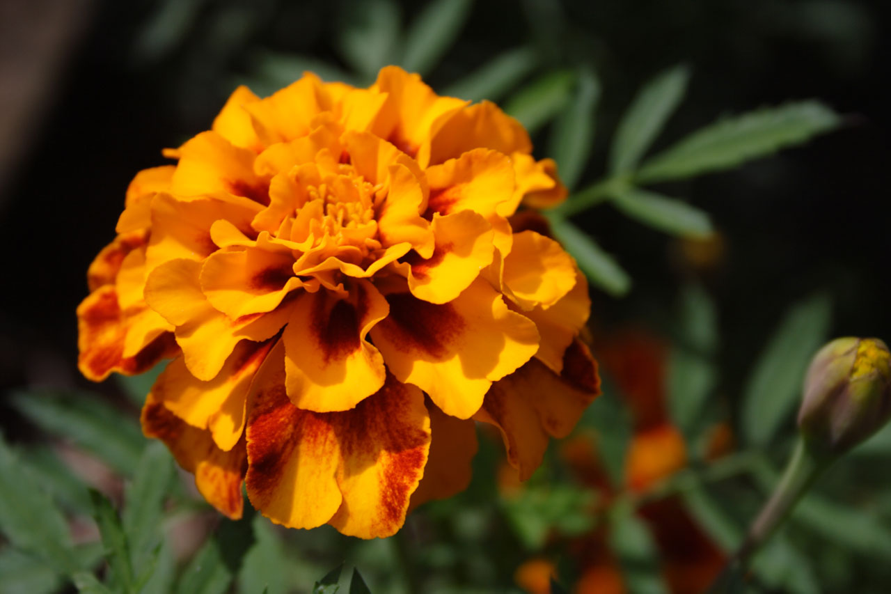 橙marigold