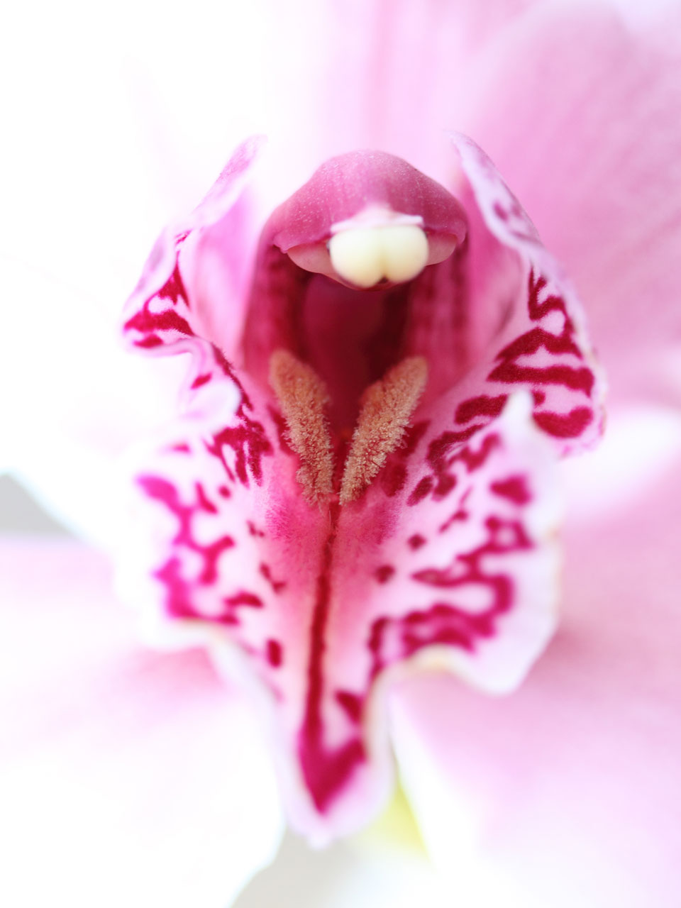 Rose orchidée