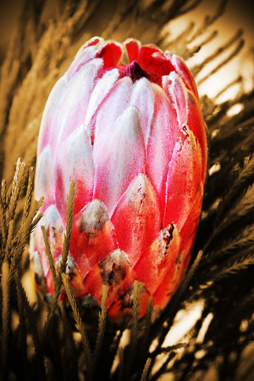 Protea flor