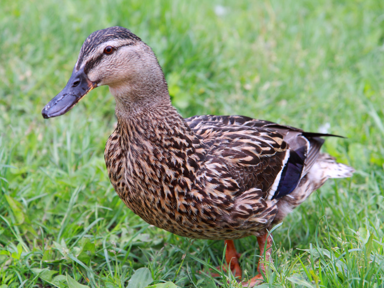 女duck