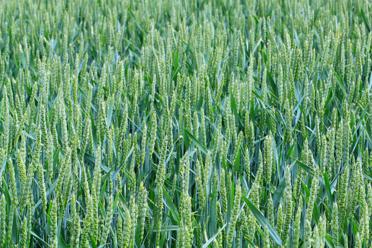 绿色小麦field
