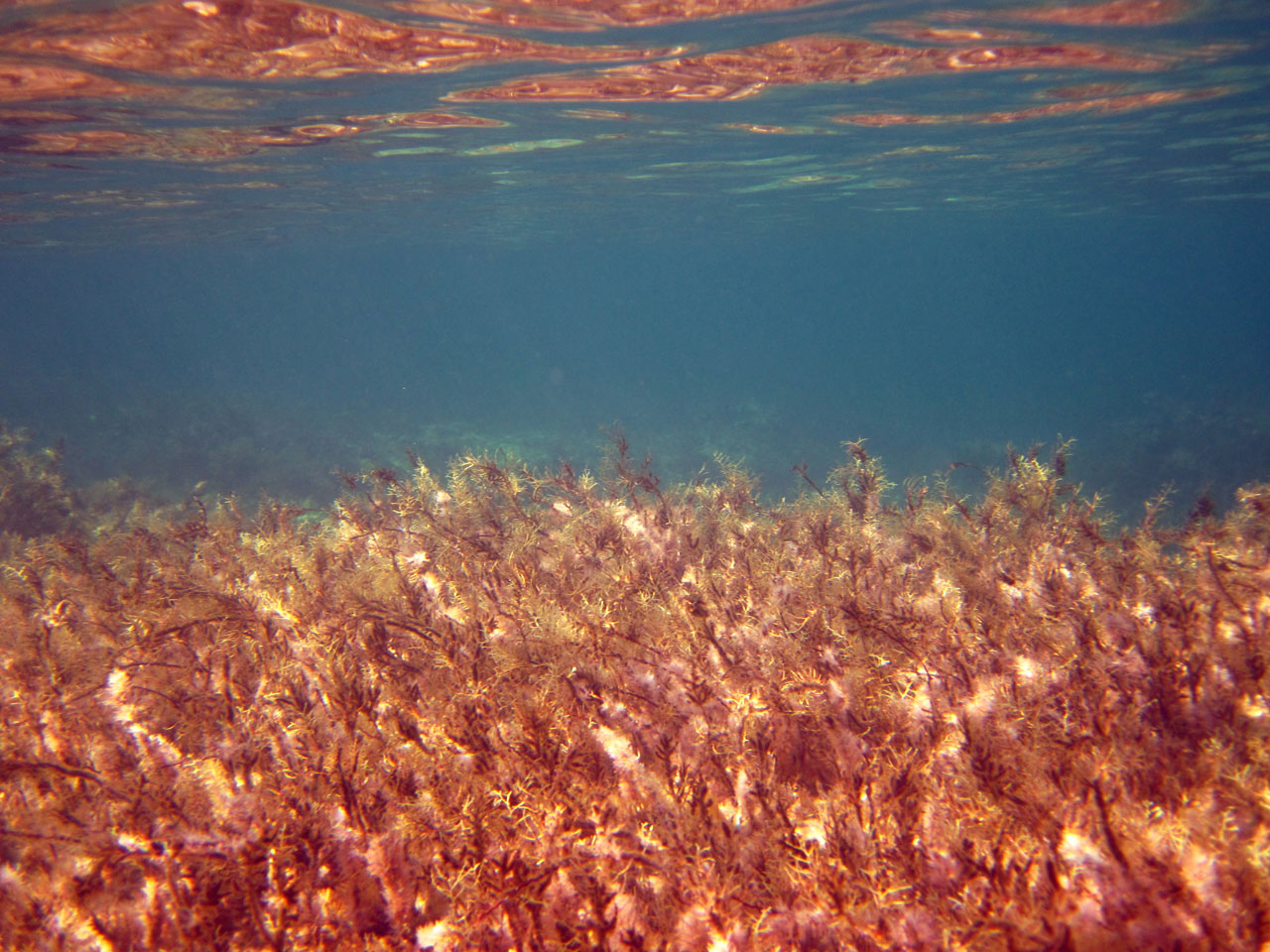 Algas no oceano