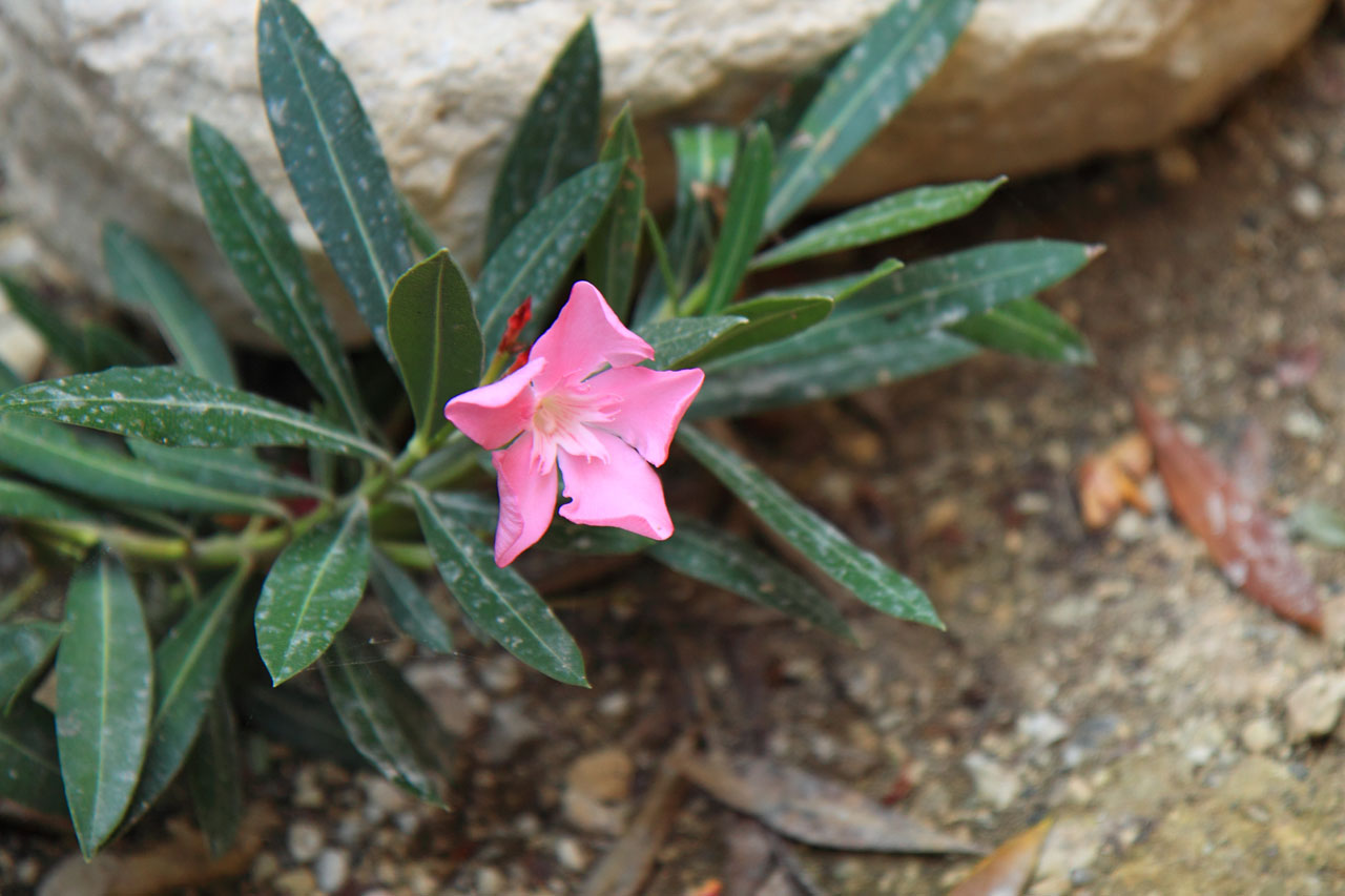Flor oleander
