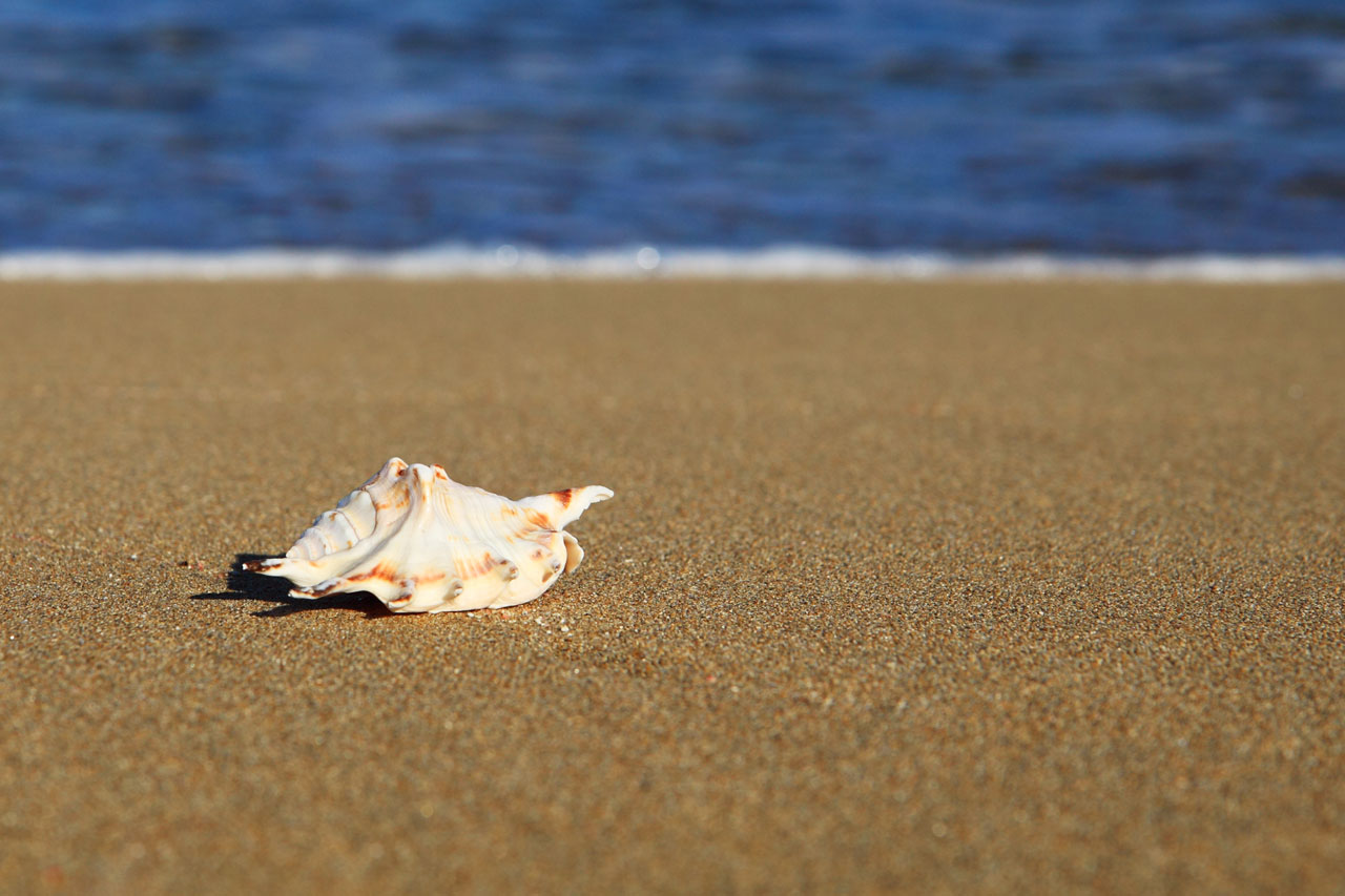 Sea shell sur la plage