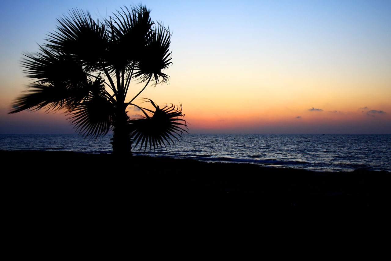 Palmeira e do mar ao pôr do sol