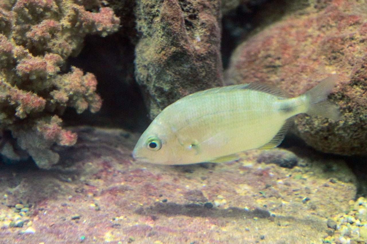 Seabream Fish