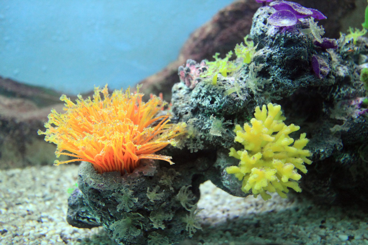 Des récifs coralliens