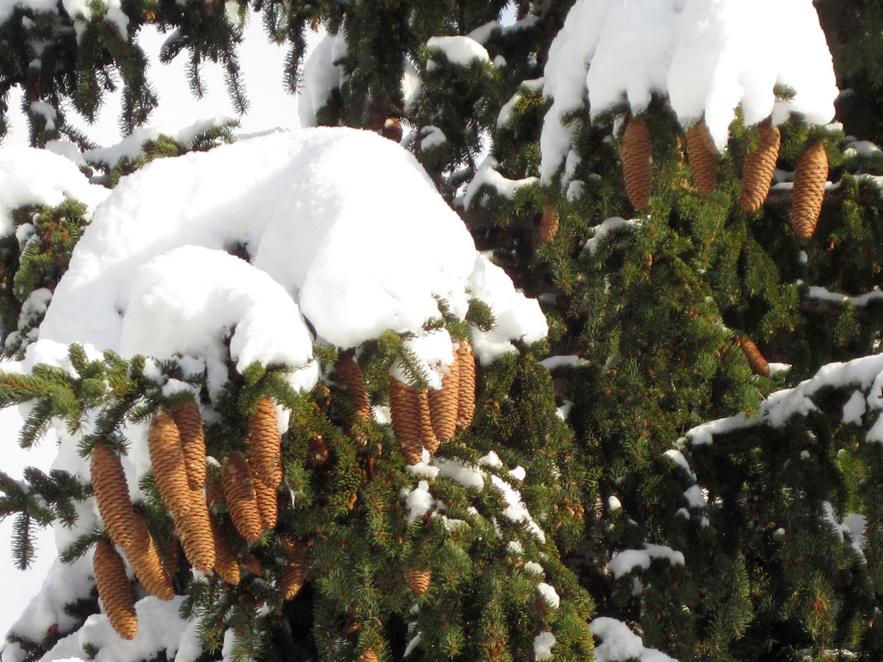 Coberto de neve fir cones