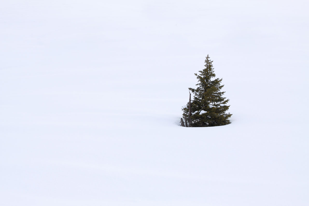 一棵树在雪地