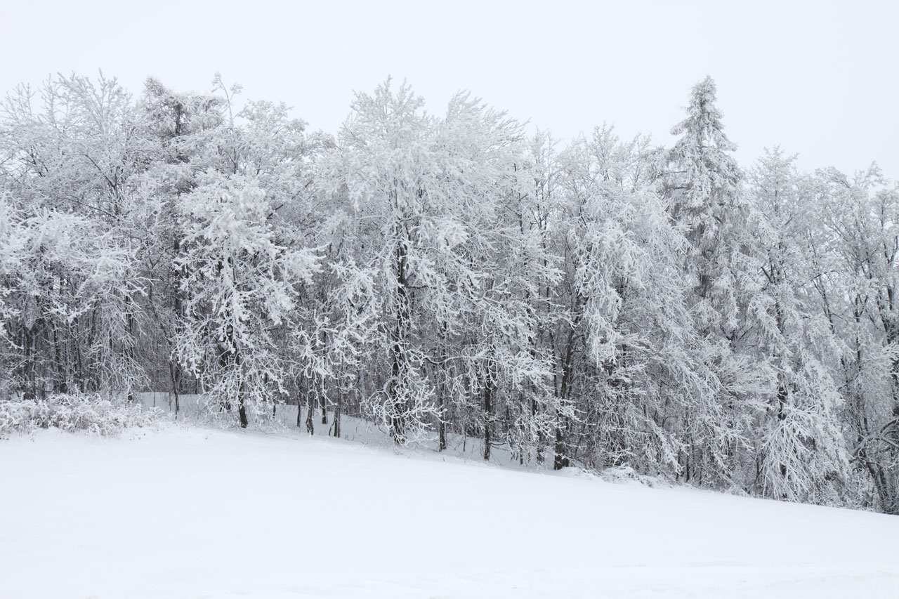 Floresta coberta de neve