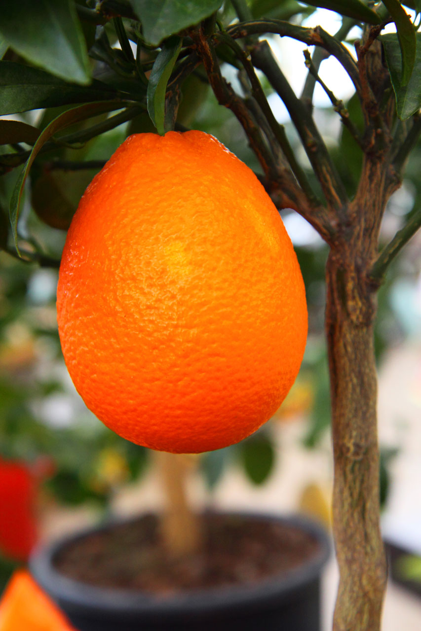 Növekvő narancs