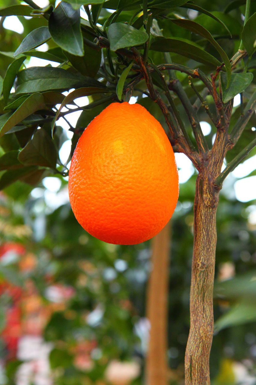 Növekvő narancs fa