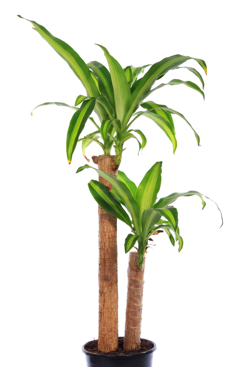 Roślin yucca