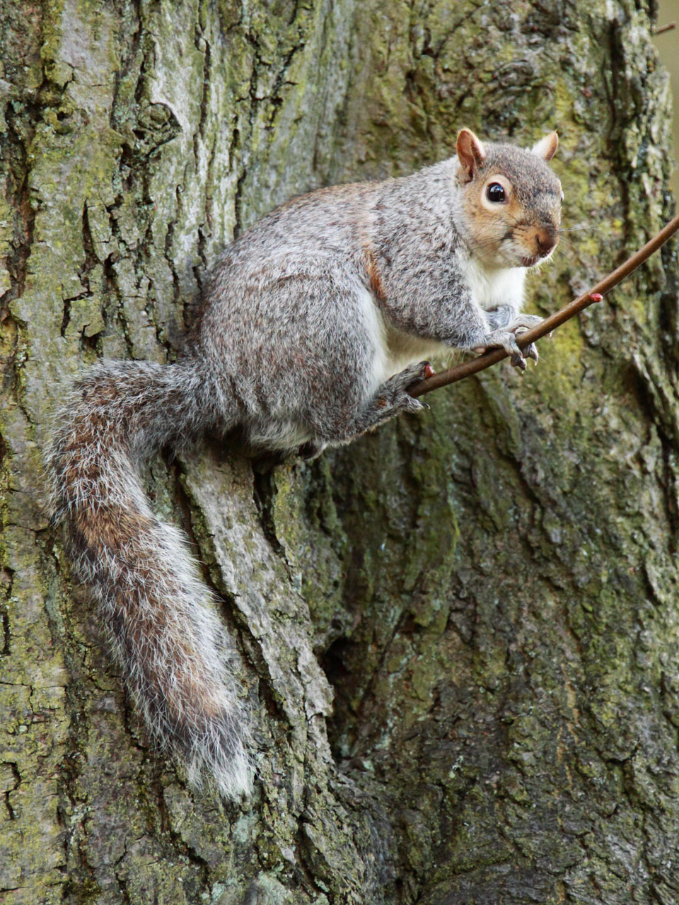 Écureuil sur la branche