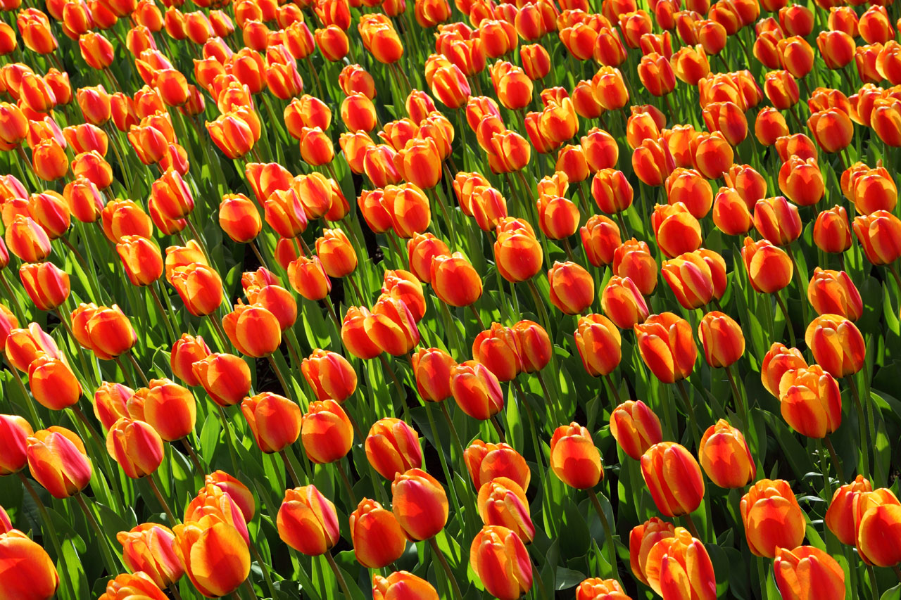 Tulip Hintergrund