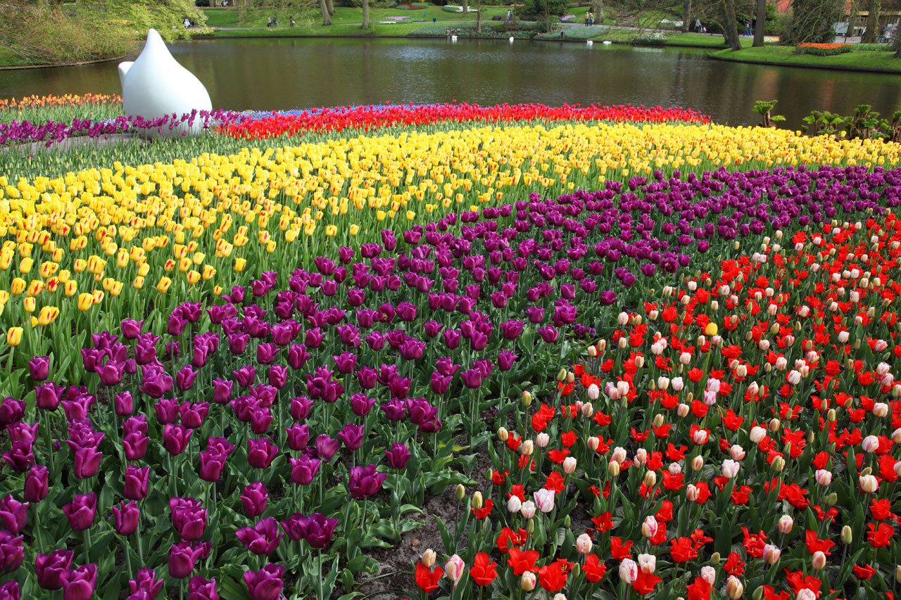 Tulipanes de colores en Keukenhof