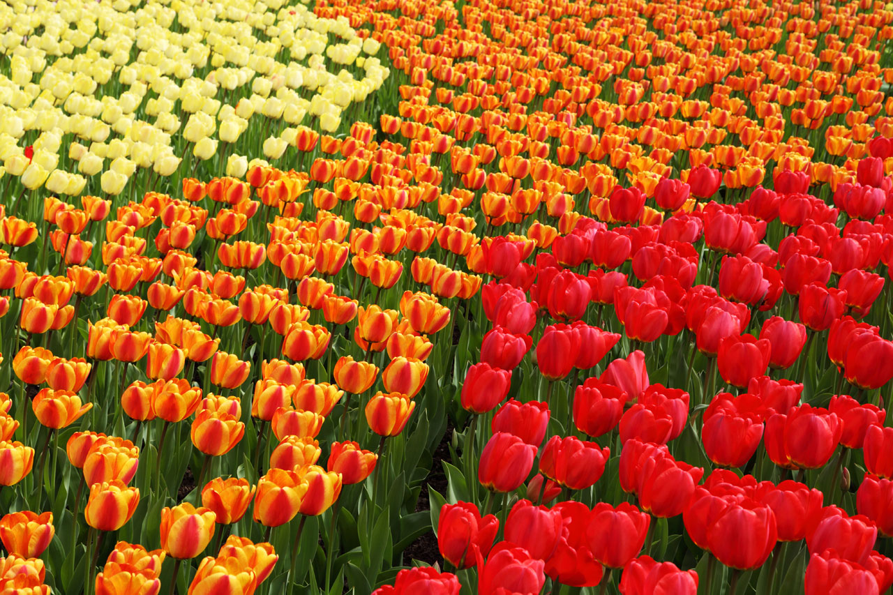 žluté oranžové a červené tulipány