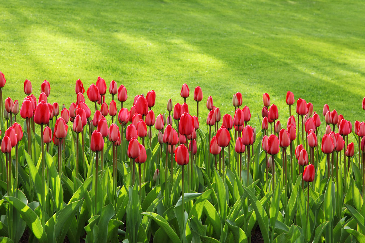 Linha de tulipa vermelha