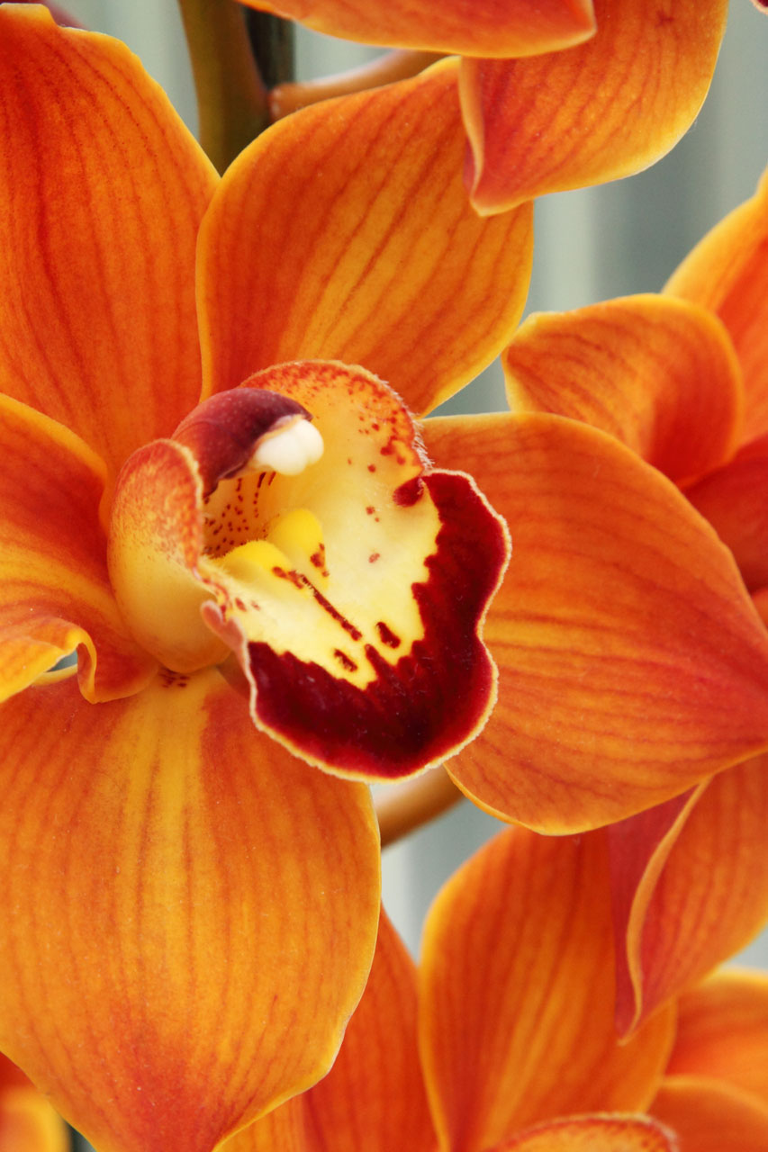 оранжевые орхидеи