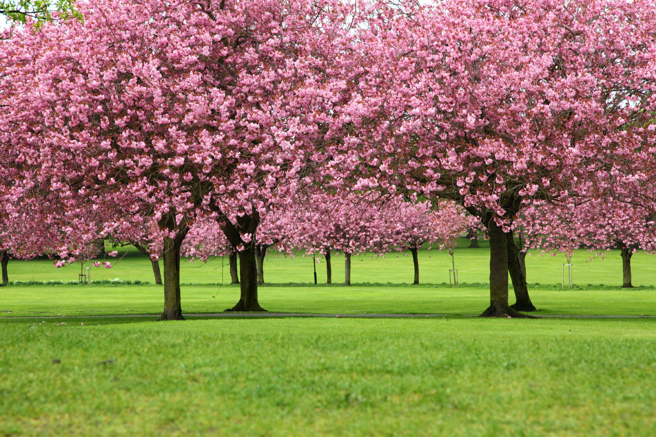 árvores de sakura