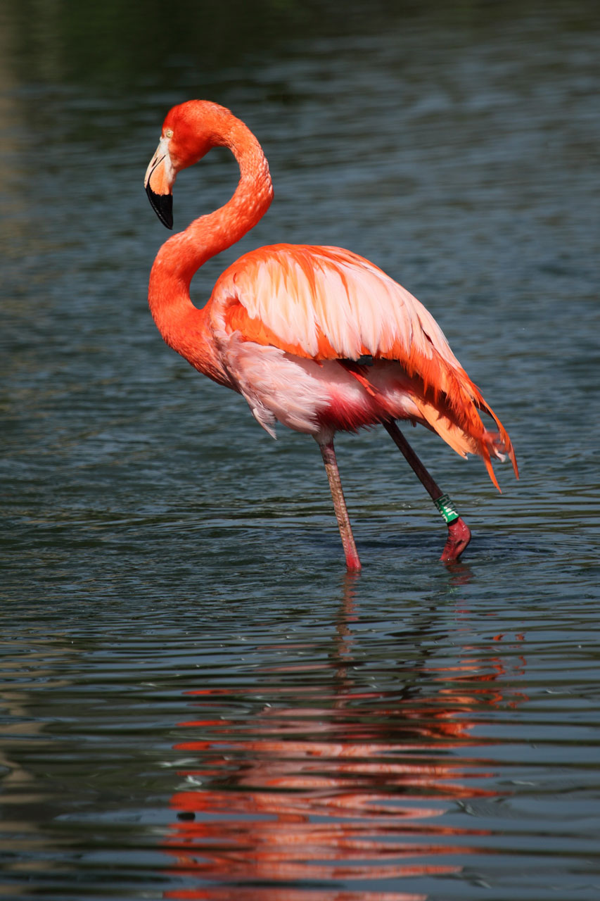 Flamant rose rouge
