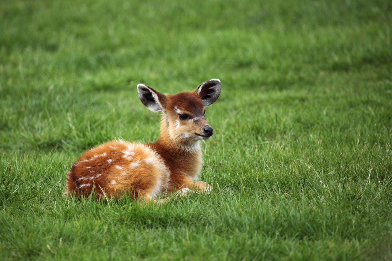 Baby antilop