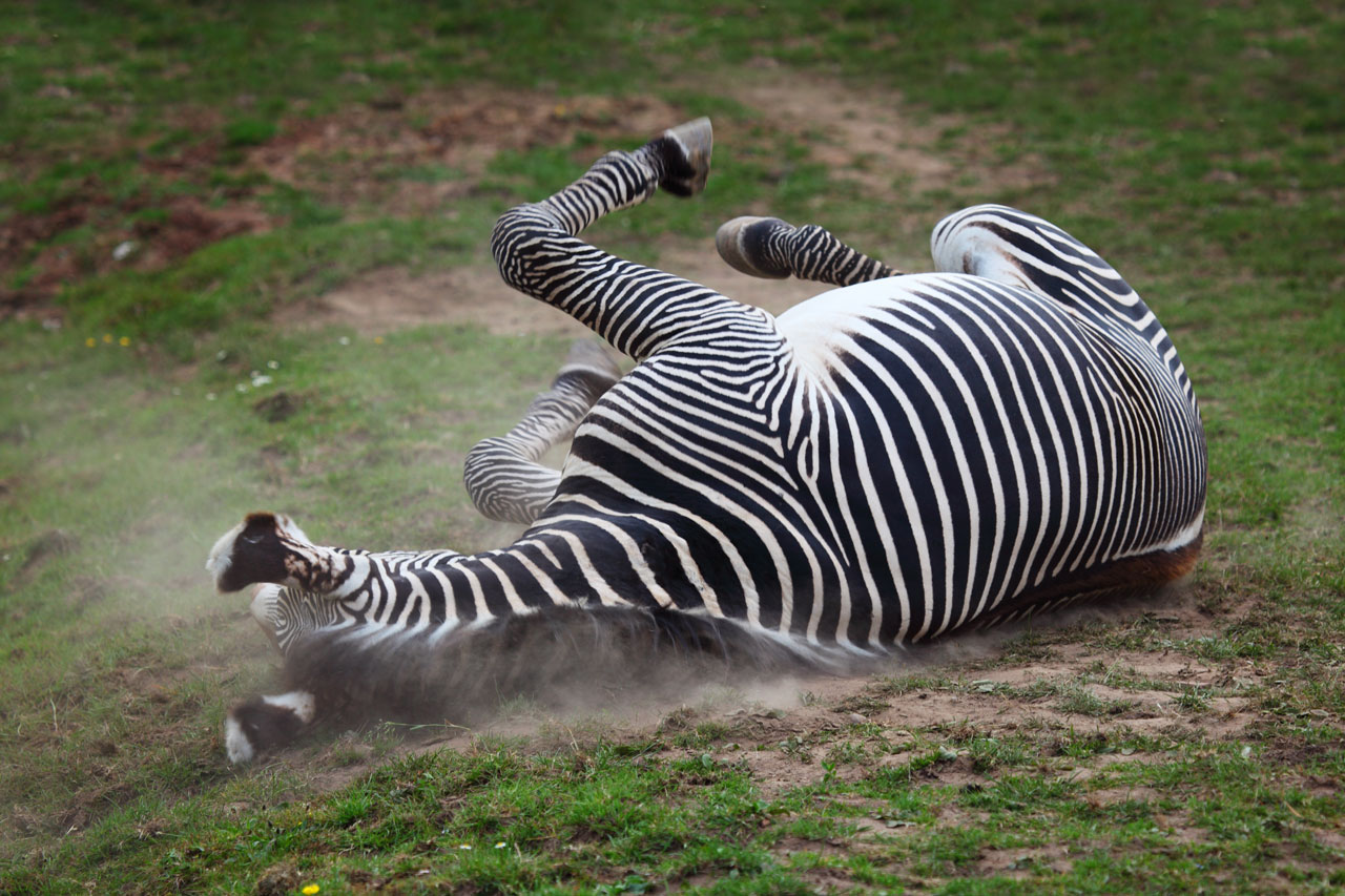 Zebra In Dust