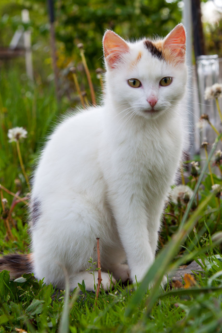 Fehér macska ült