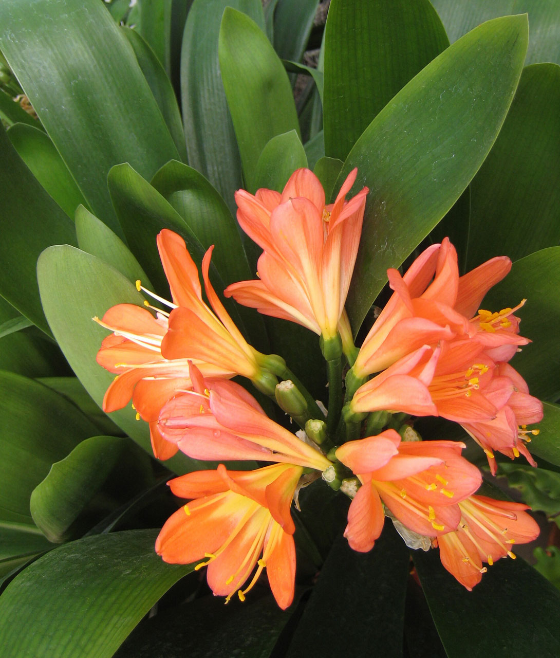 橙色热带Flower