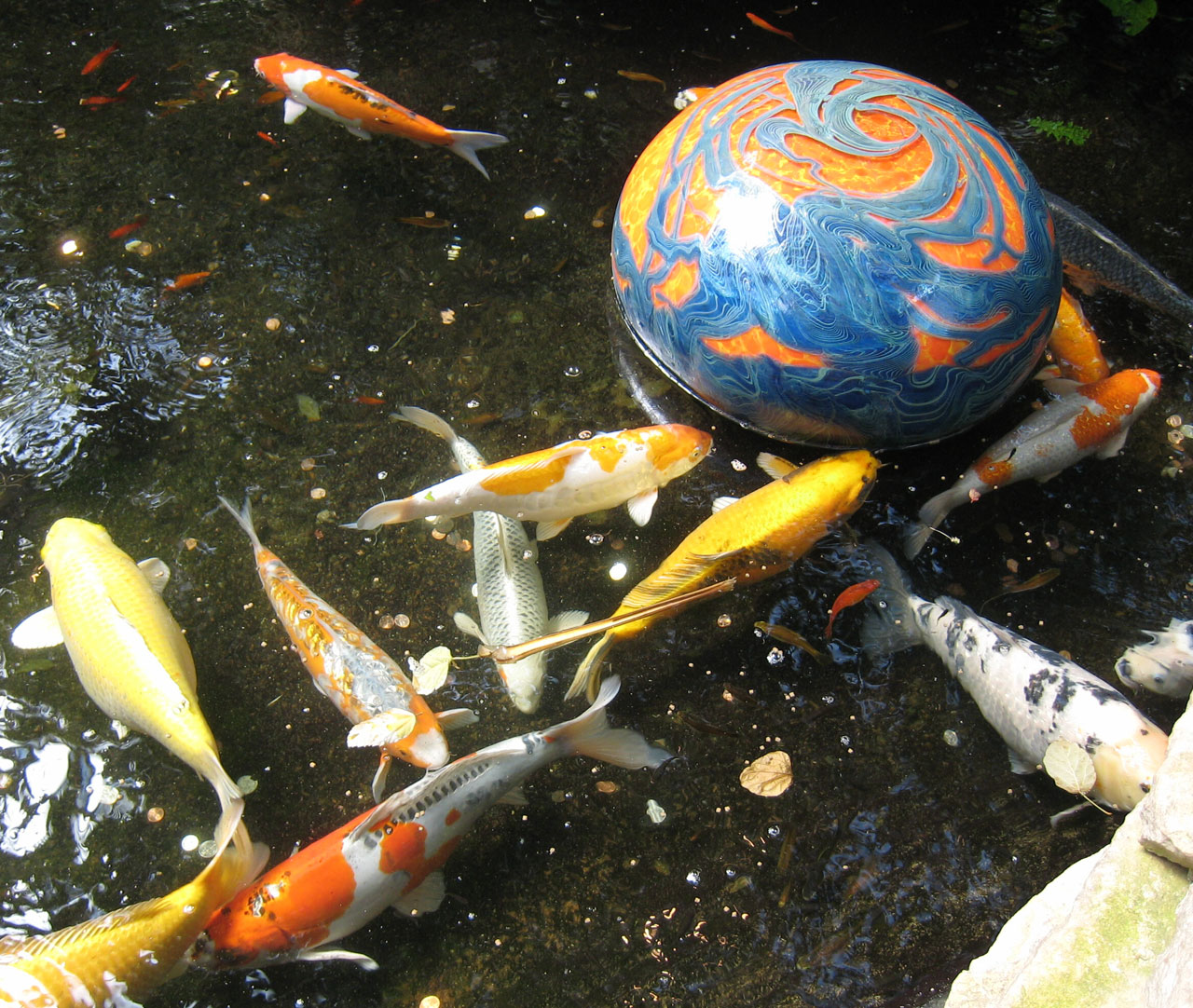Koi Fish In Pond