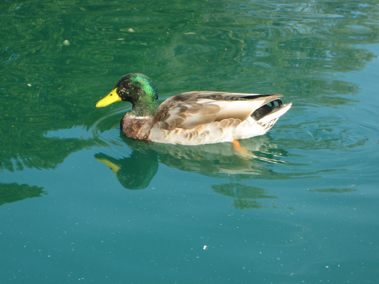 Duck In Pond