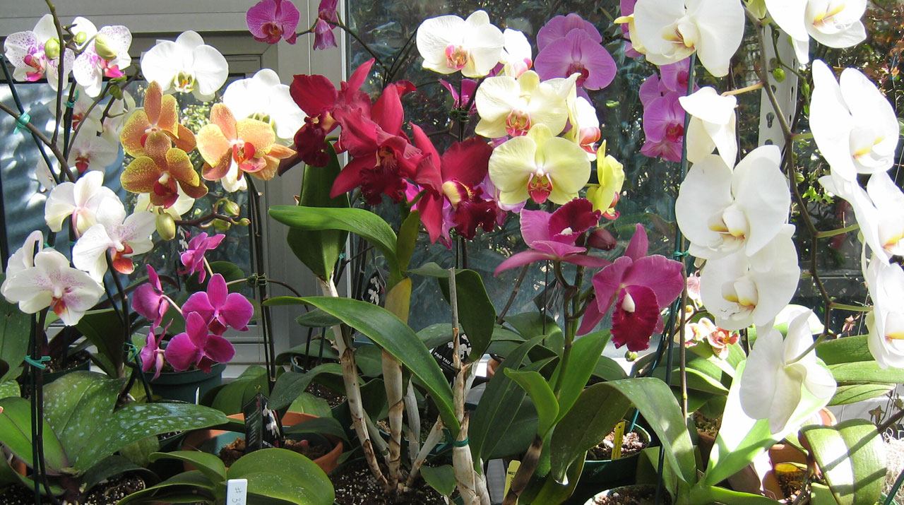 Multi couleur orchidées
