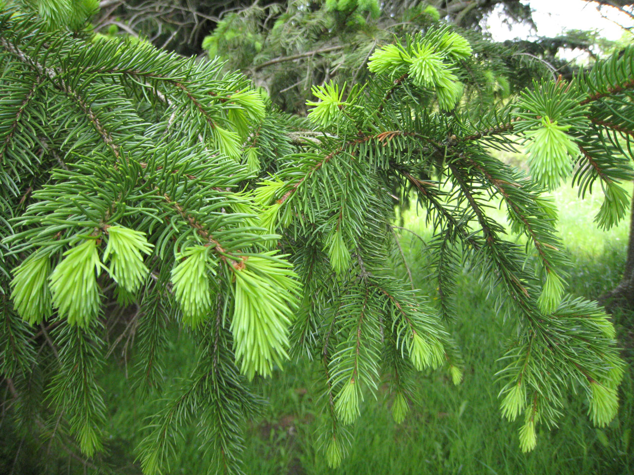 Nový růst Pine Tree