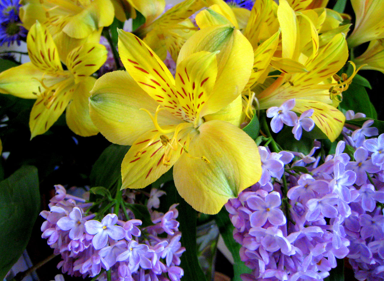 Lilac's And Peruvian Lilies